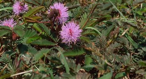 list common weeds in the philippines